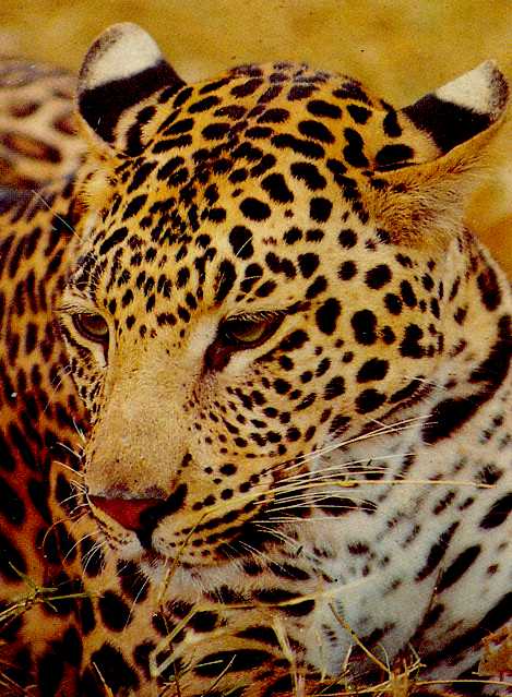 Leopard (Panthera pardus)